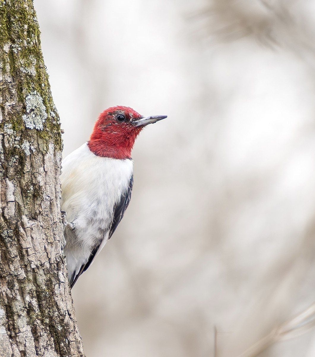 Red-headed Woodpecker - ML650212849