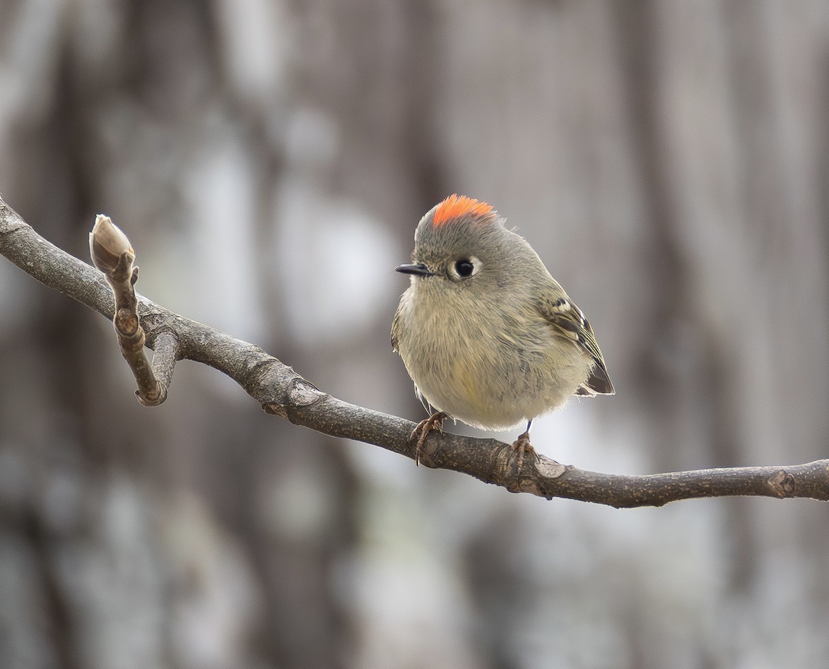 Ruby-crowned Kinglet - ML650212864