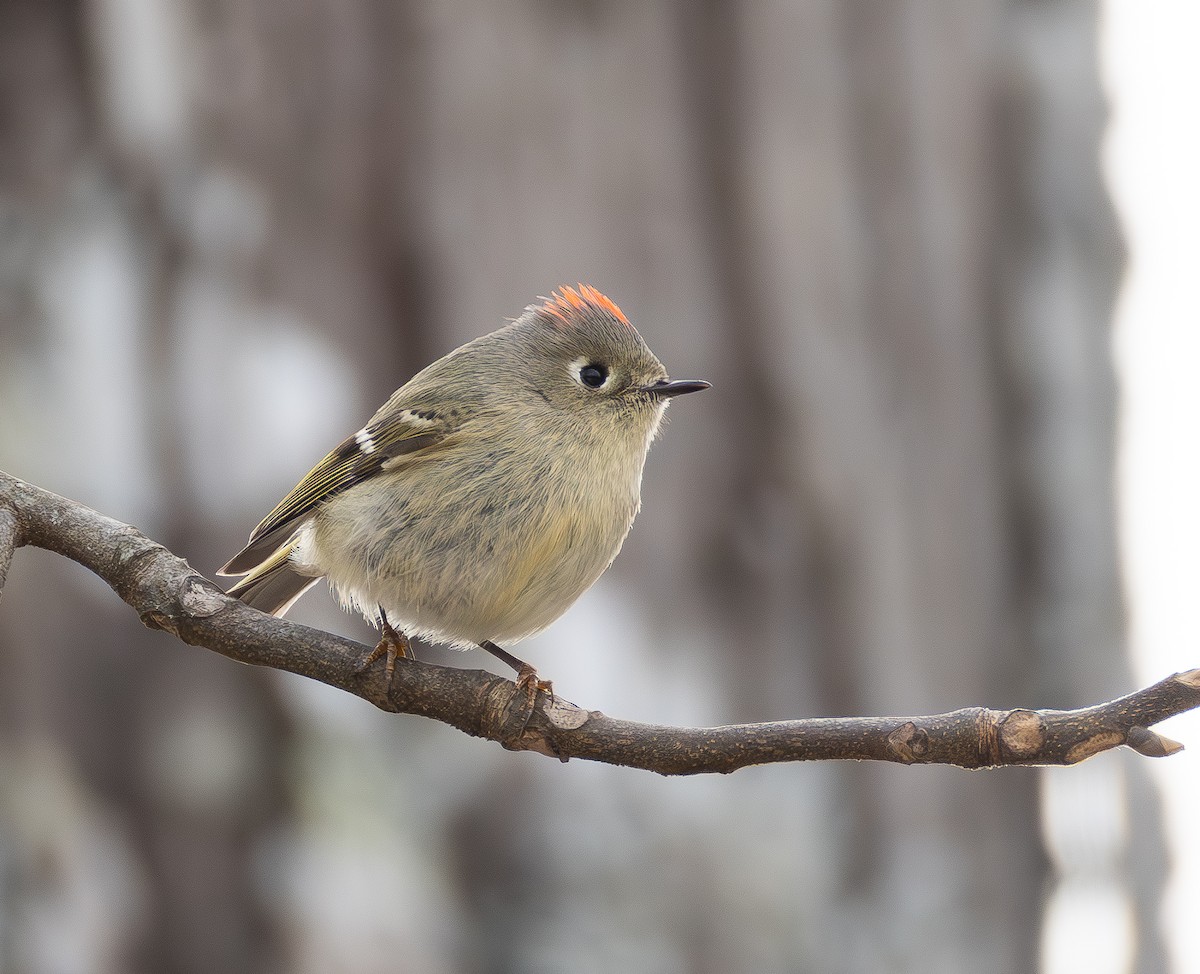 Ruby-crowned Kinglet - ML650212865