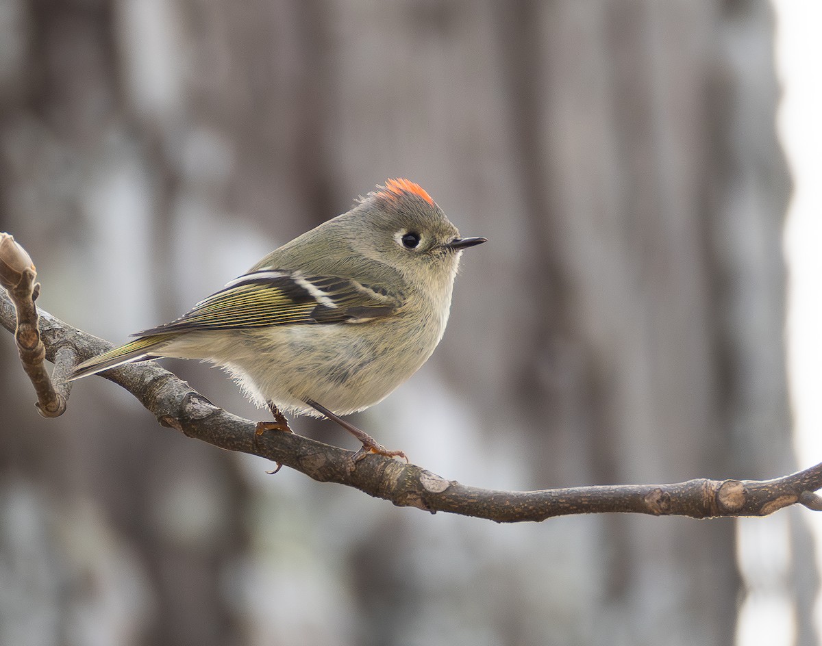 rubinfuglekonge - ML650212866