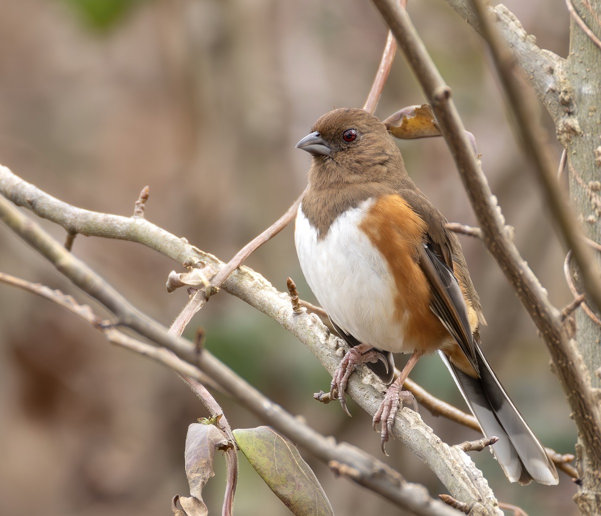 rødsidetovi - ML650212874