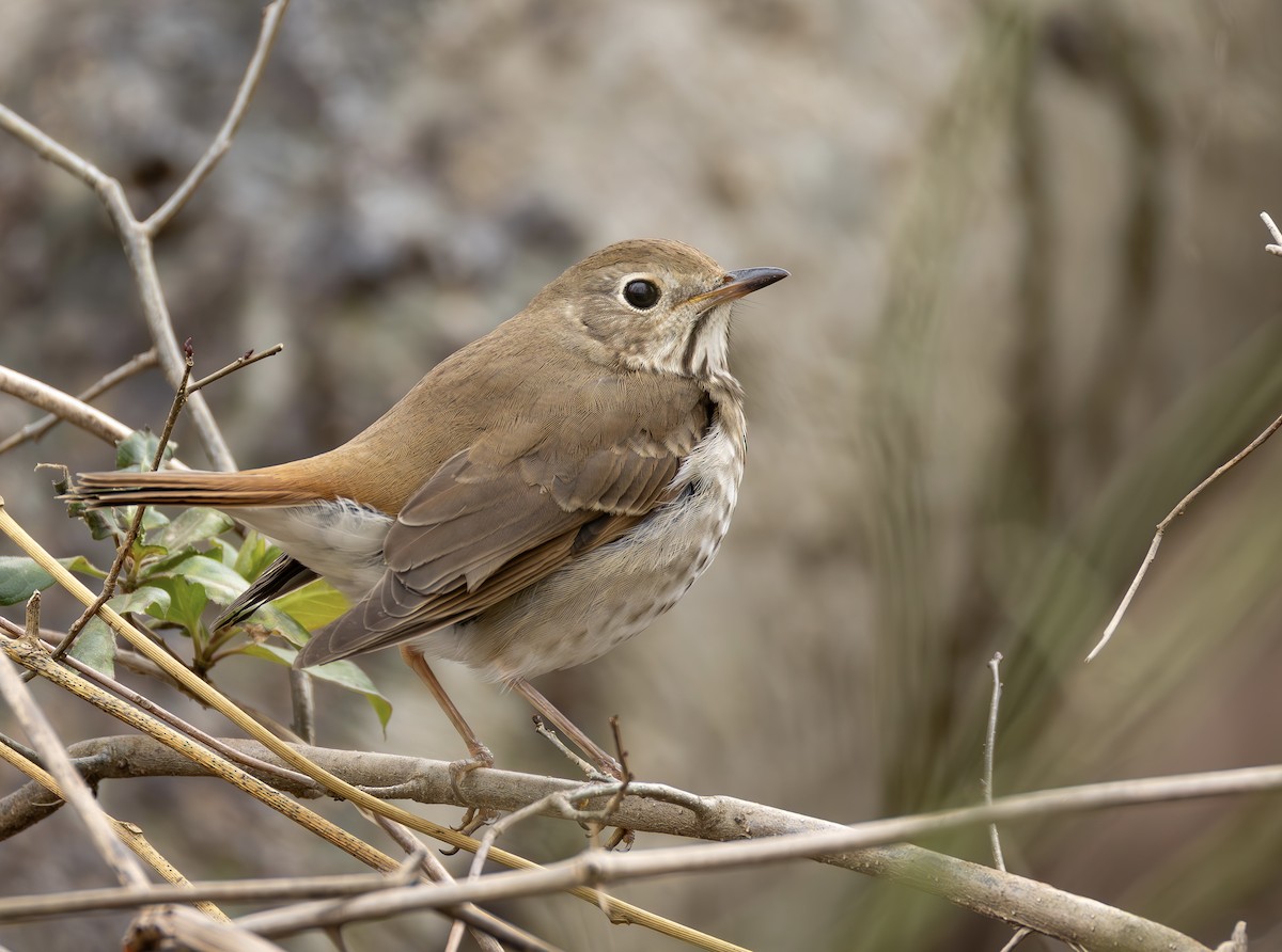 eremittskogtrost - ML650212876