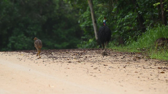 ヒクイドリ - ML650213036