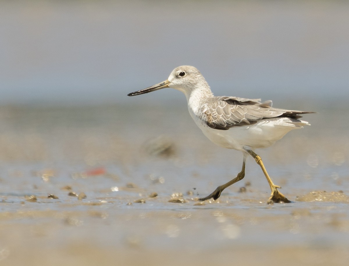 Коловодник охотський - ML650213240