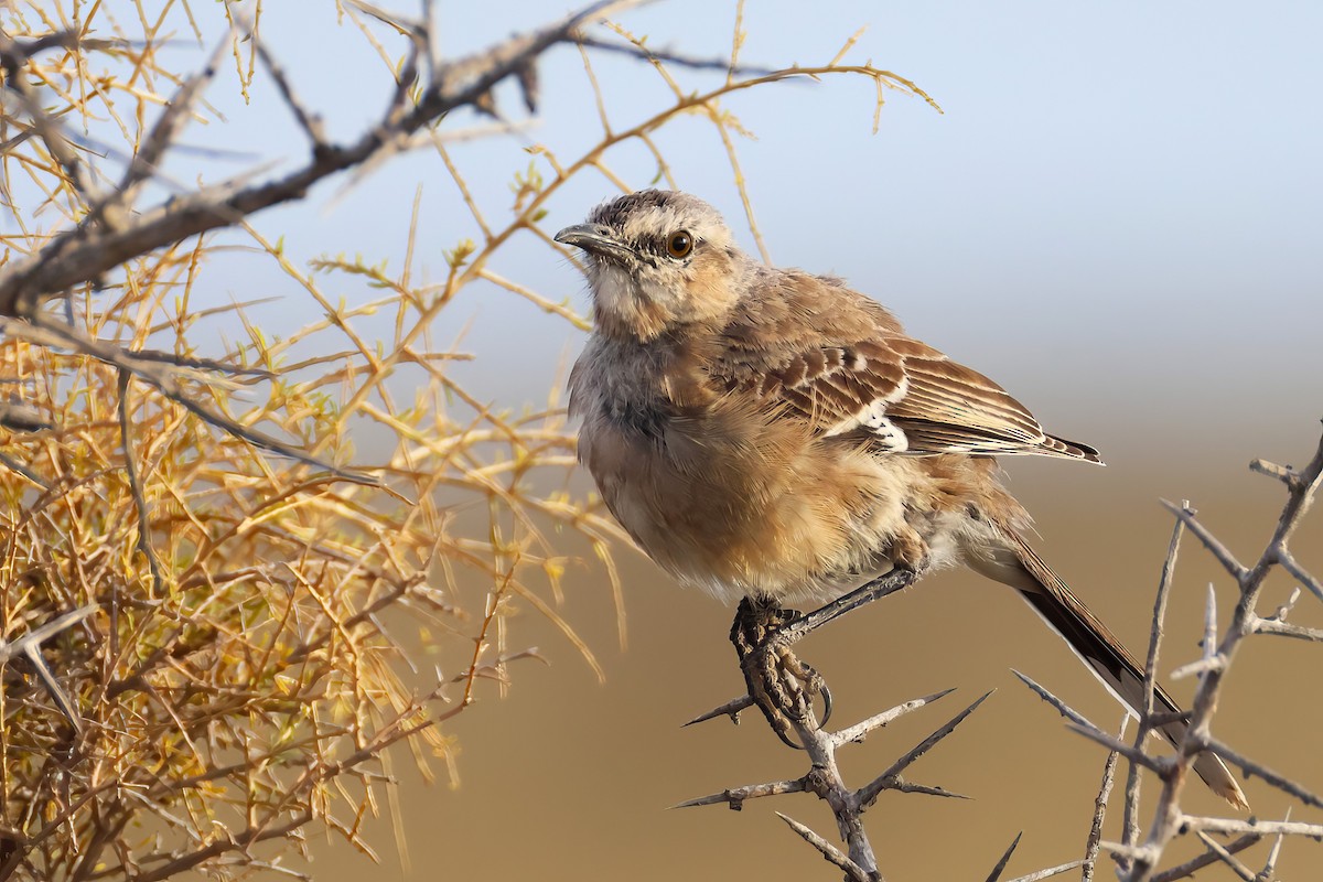 Patagonian Mockingbird - ML650213302