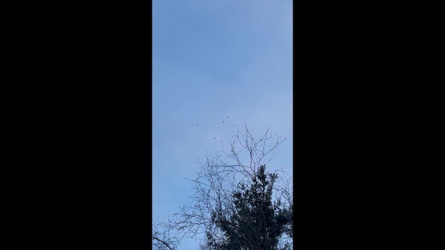 gull sp. - ML650214105