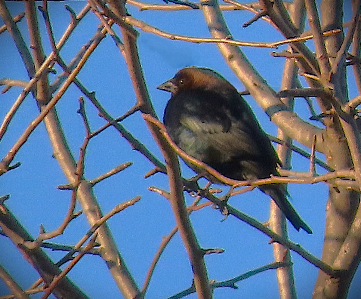 コウウチョウ - ML650215498