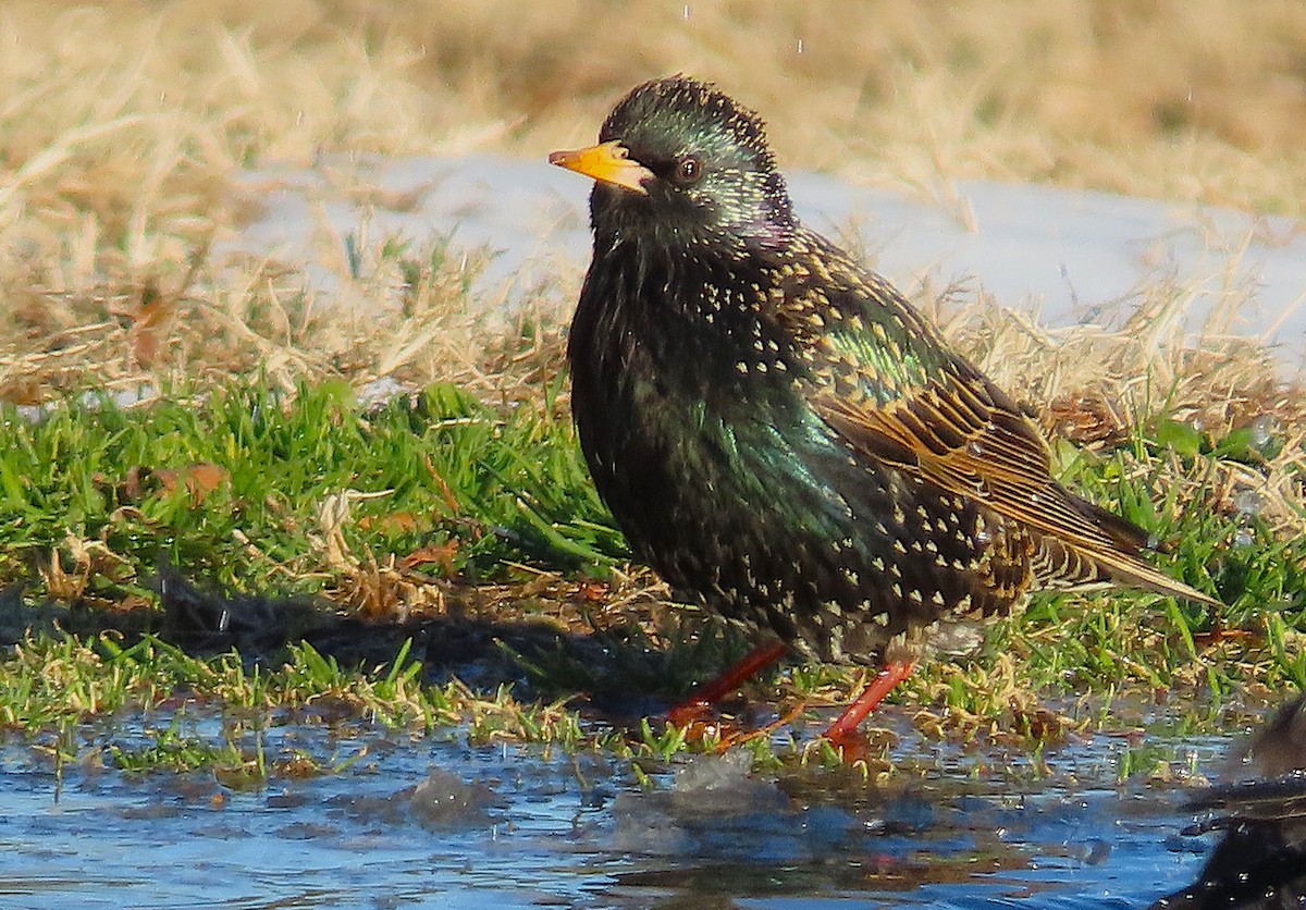 ホシムクドリ - ML650215521