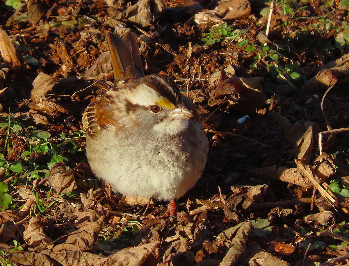 ノドジロシトド - ML650215552