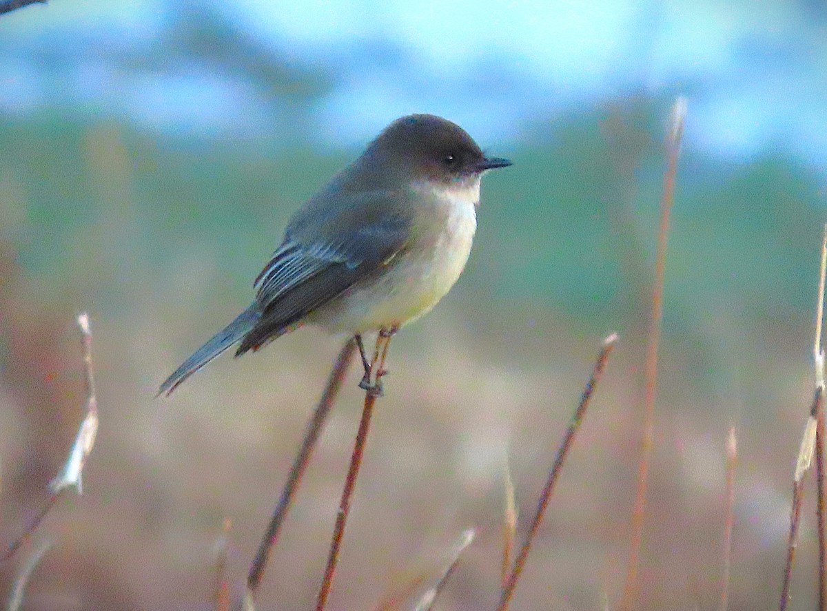 ツキヒメハエトリ - ML650215583