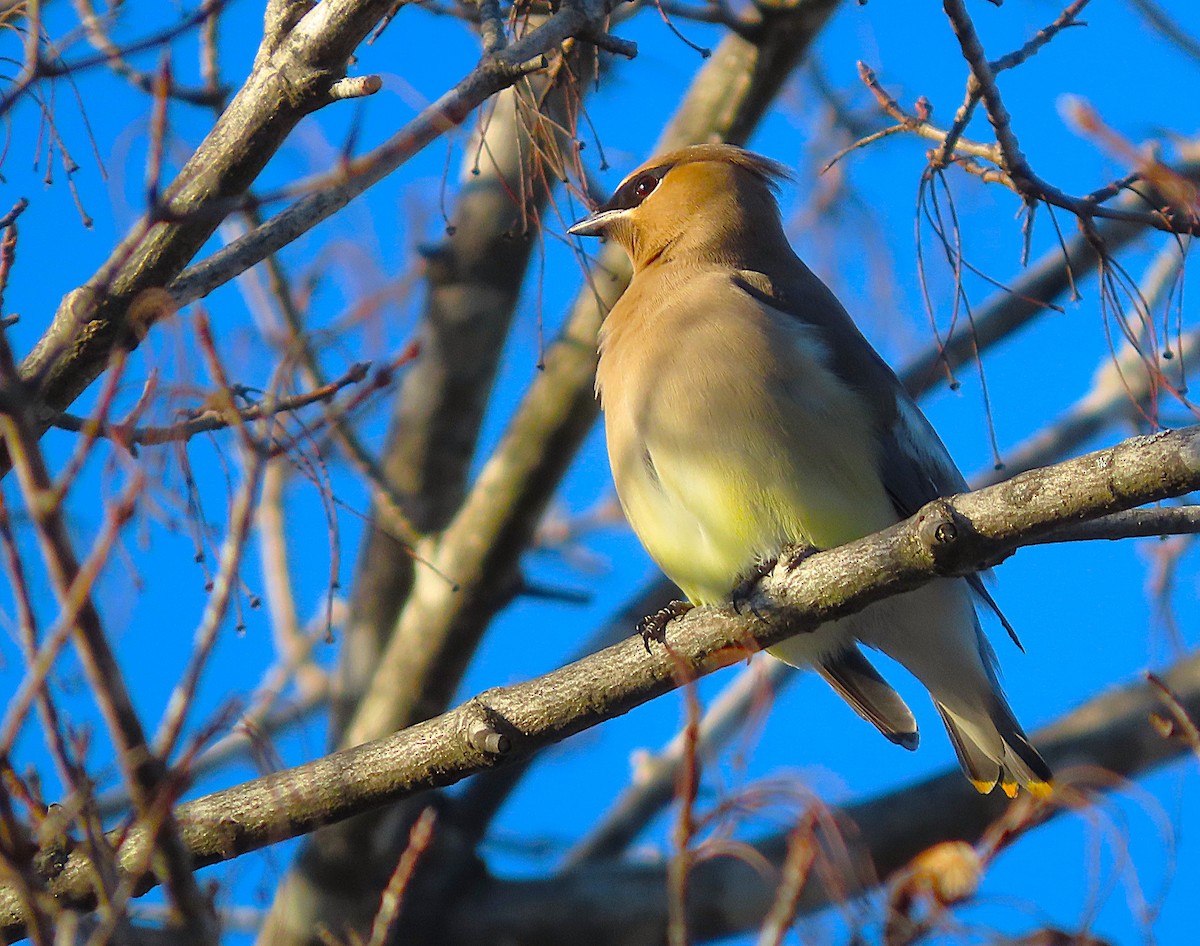 ヒメレンジャク - ML650215589