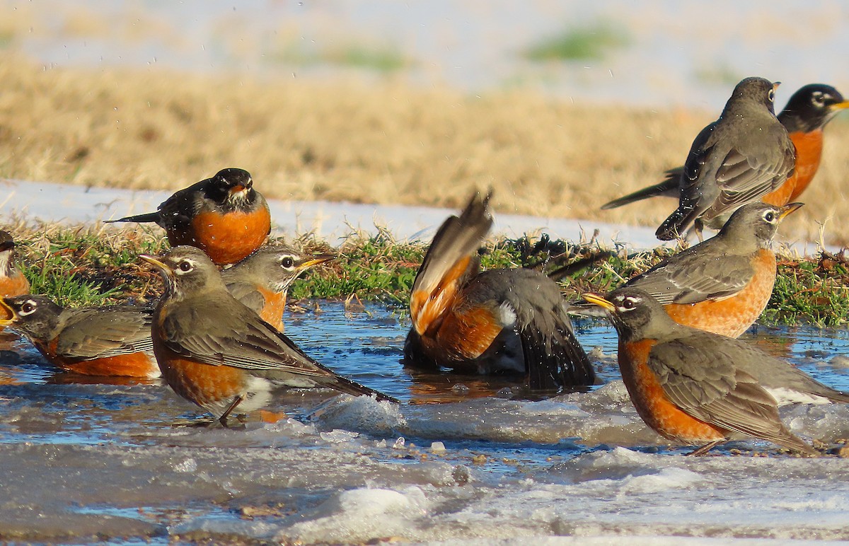 コマツグミ - ML650215605