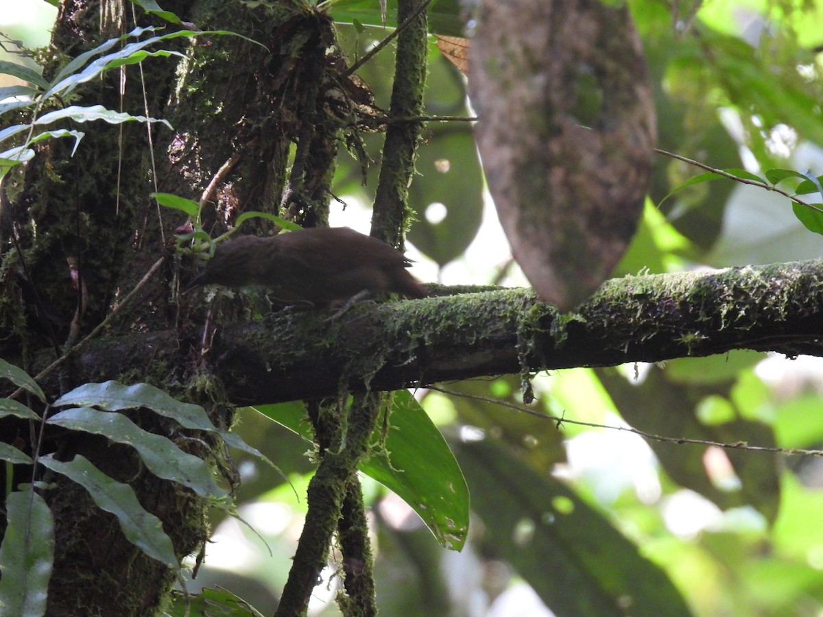 Western Woodhaunter - ML650215806