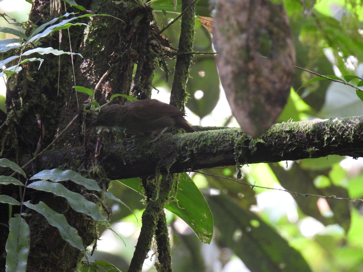 Western Woodhaunter - ML650215810