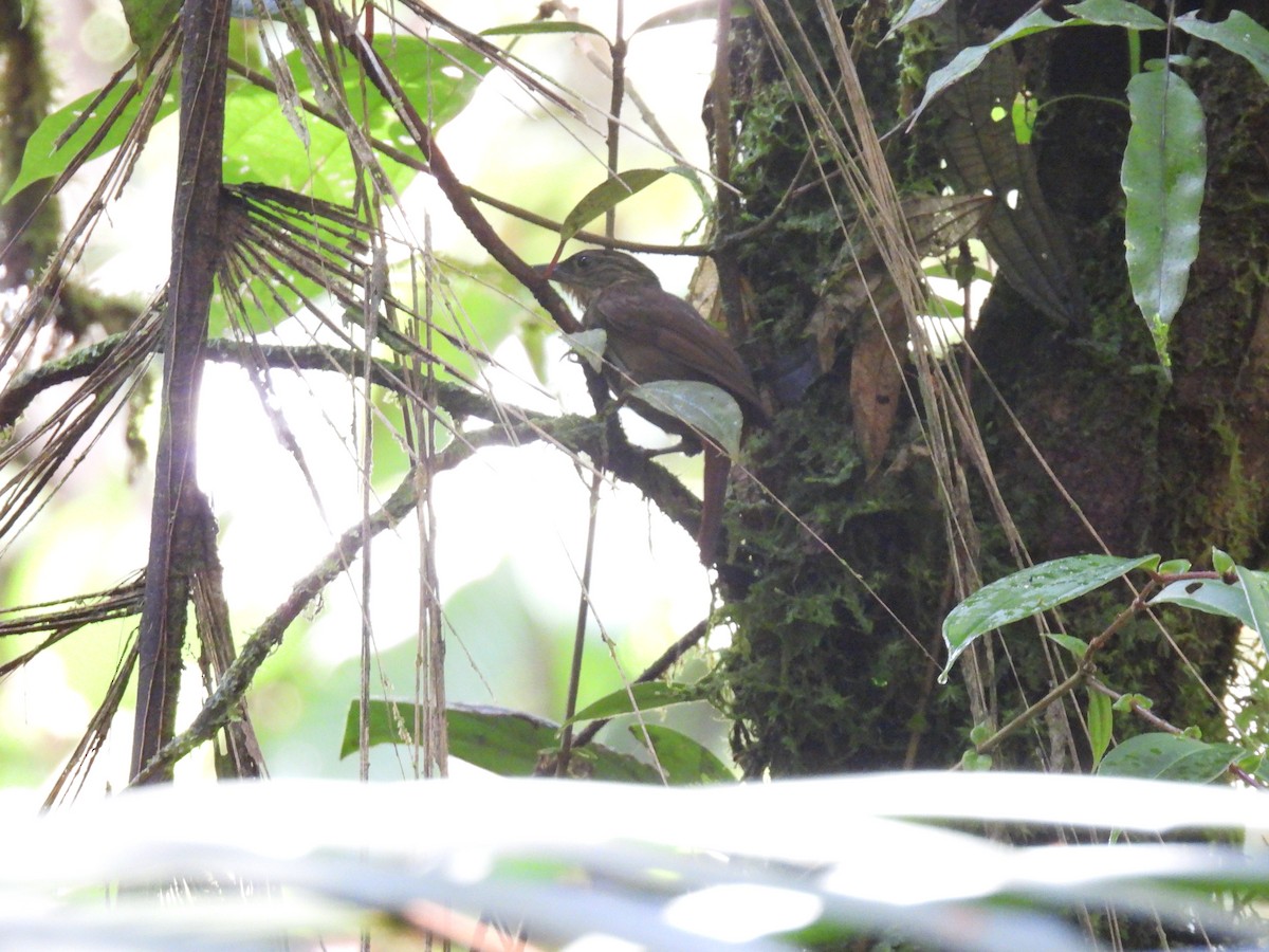 Western Woodhaunter - ML650215814