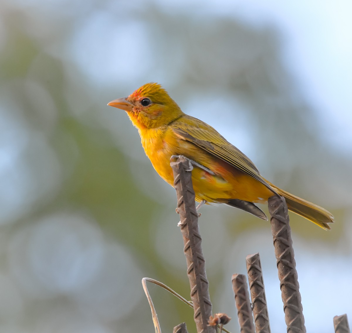 Summer Tanager - ML650215970