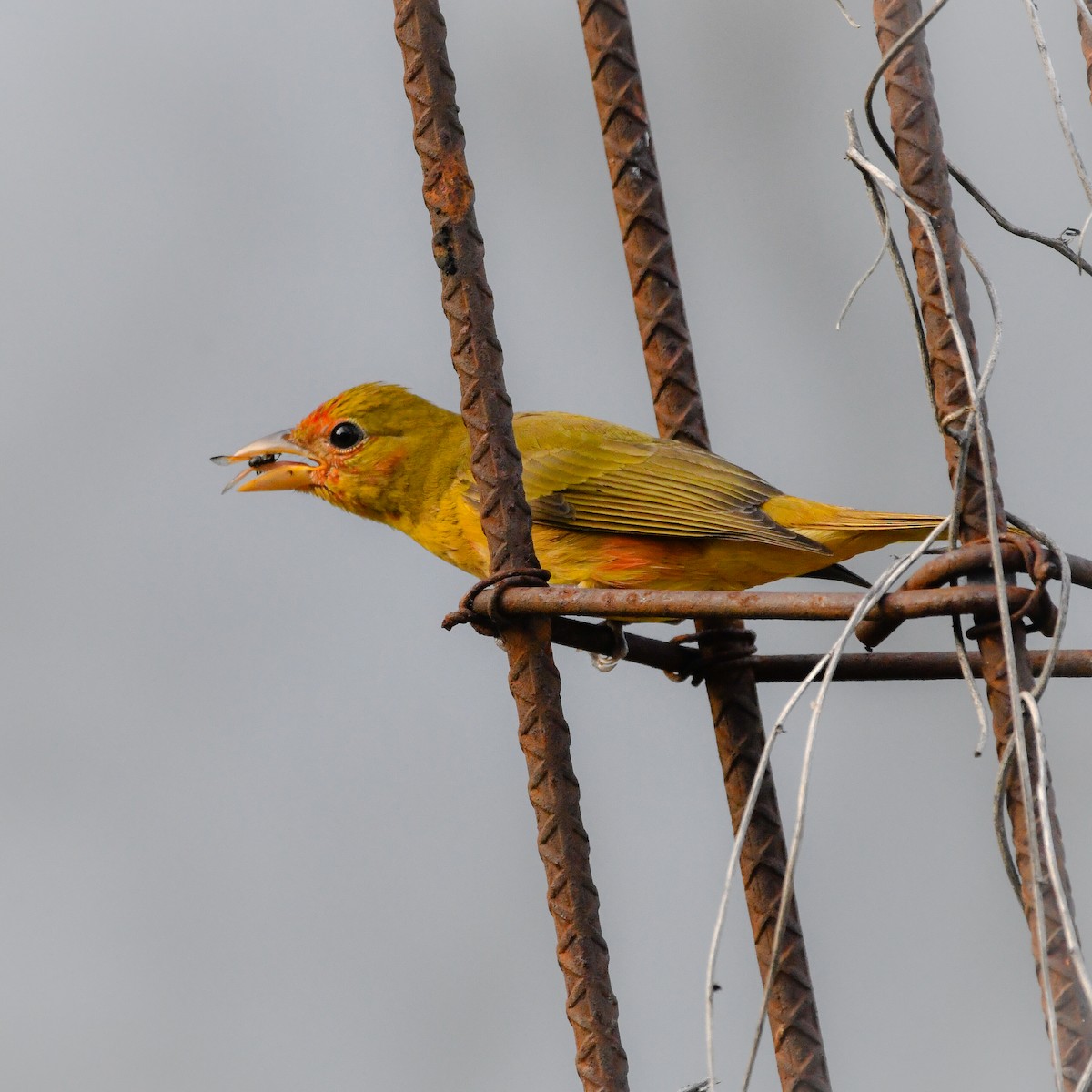 Summer Tanager - ML650215971