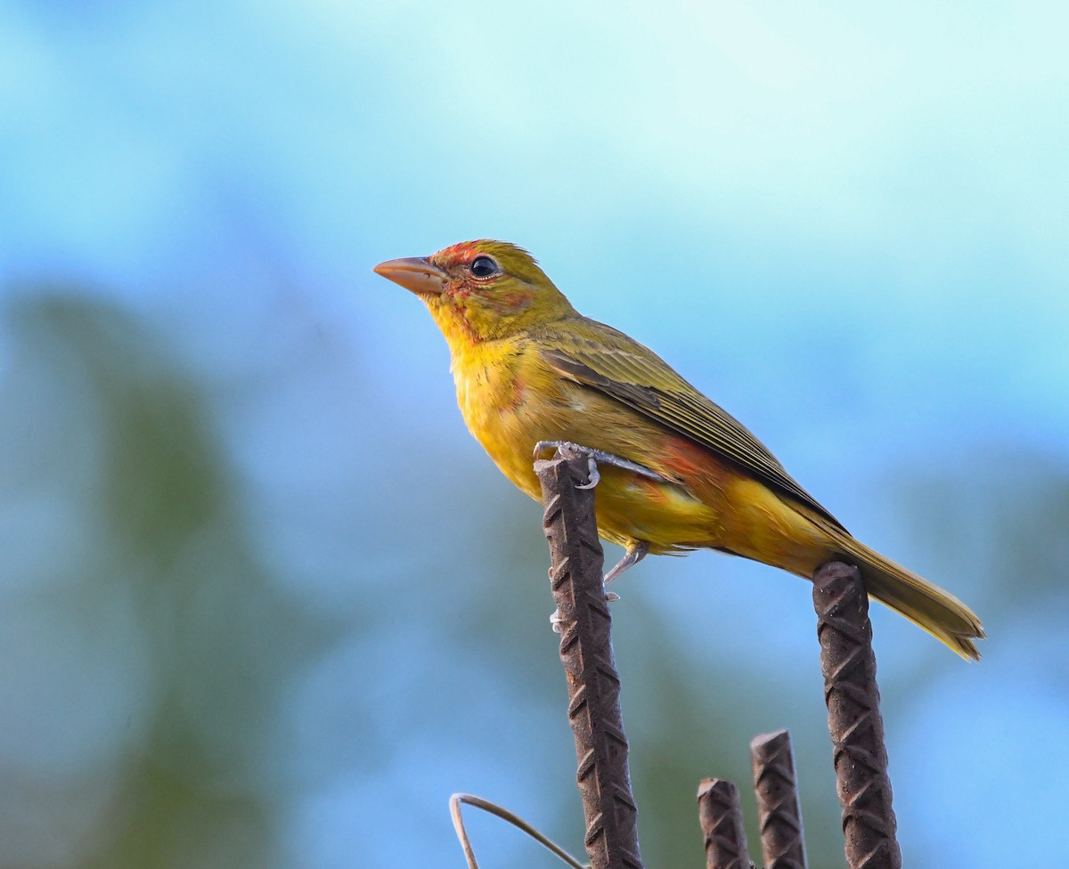 Summer Tanager - ML650215972