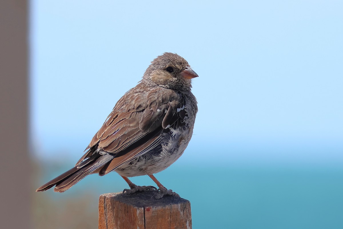 Mourning Sierra Finch - ML650215975