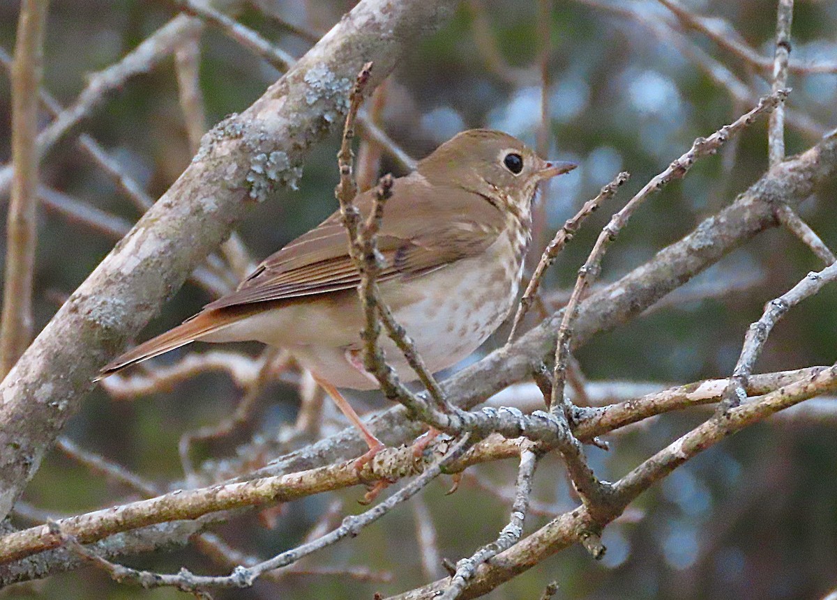 チャイロコツグミ - ML650216252