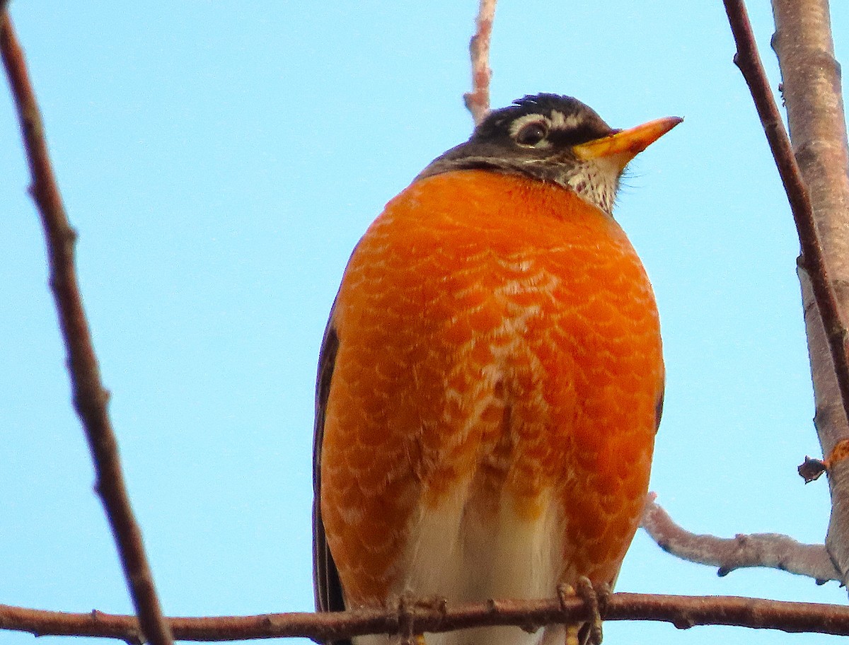 コマツグミ - ML650216277