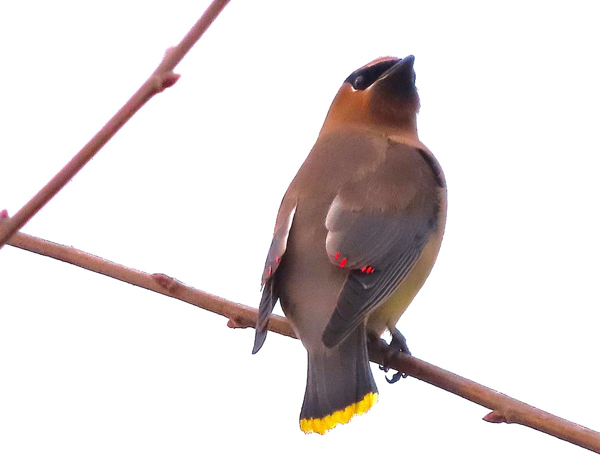 ヒメレンジャク - ML650216294