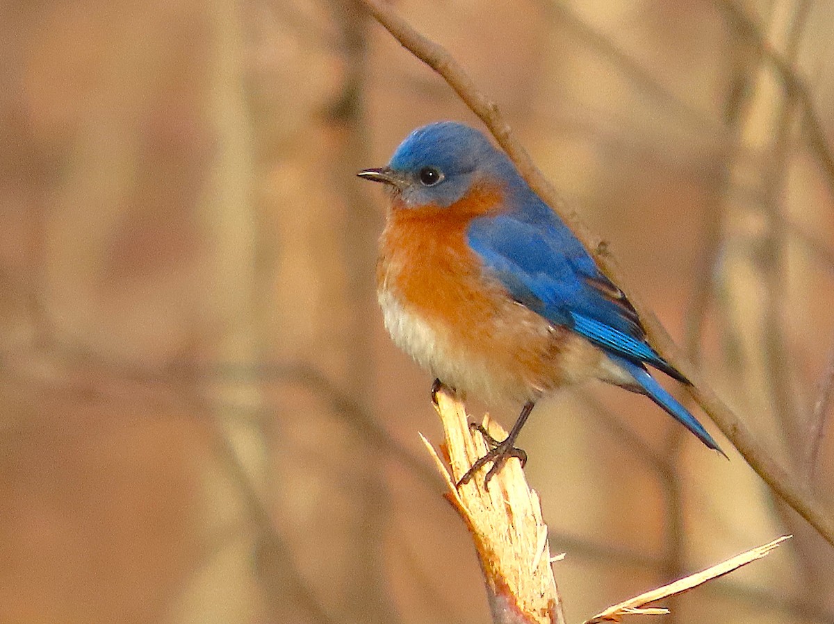 ルリツグミ - ML650216315