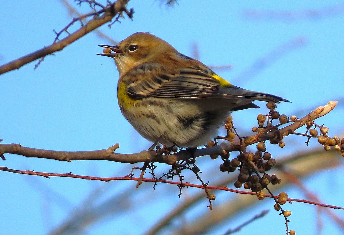 キヅタアメリカムシクイ - ML650216325