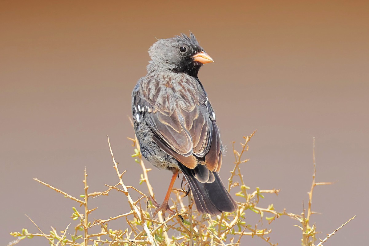 Mourning Sierra Finch - ML650217096