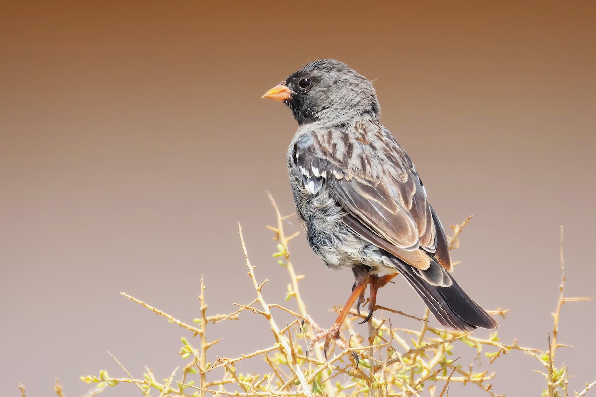 Mourning Sierra Finch - ML650217102