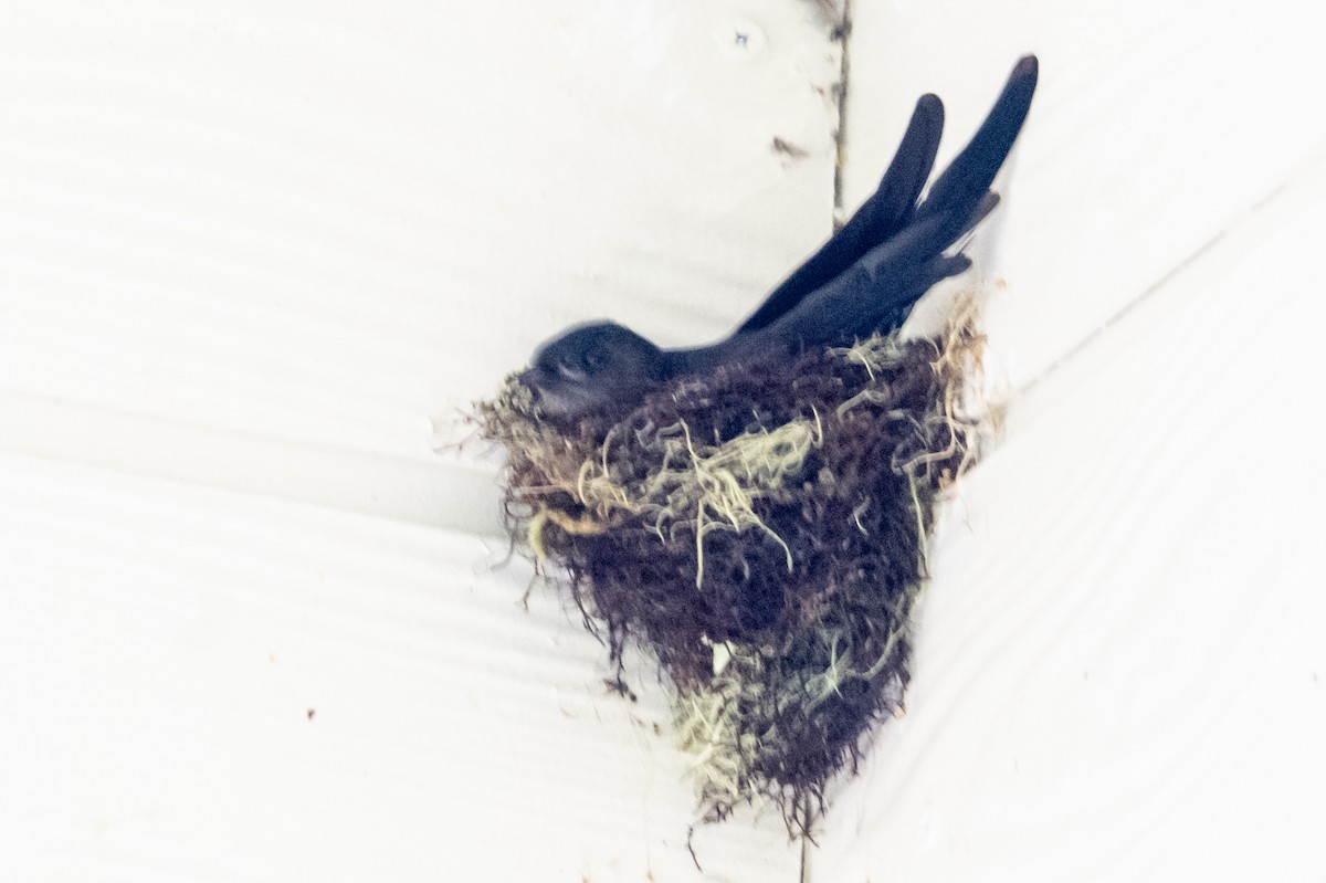 Plume-toed Swiftlet - ML650217127