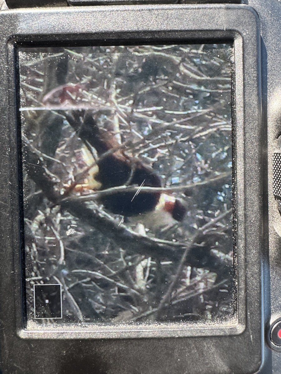 Crested Caracara (Northern) - ML650217249