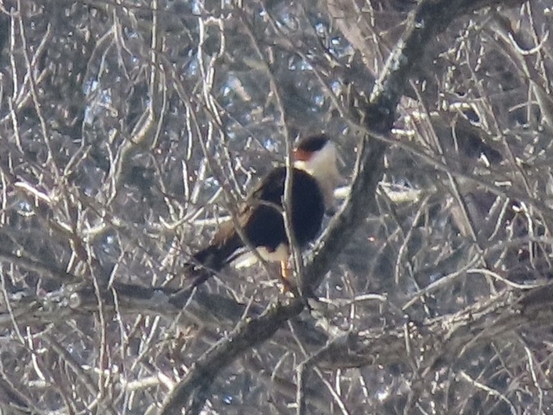 Crested Caracara (Northern) - ML650217254
