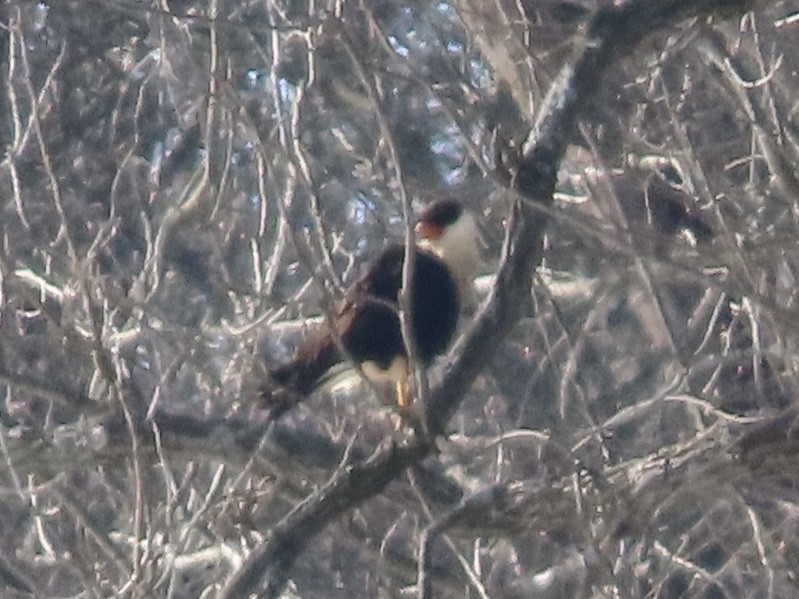 Crested Caracara (Northern) - ML650217255