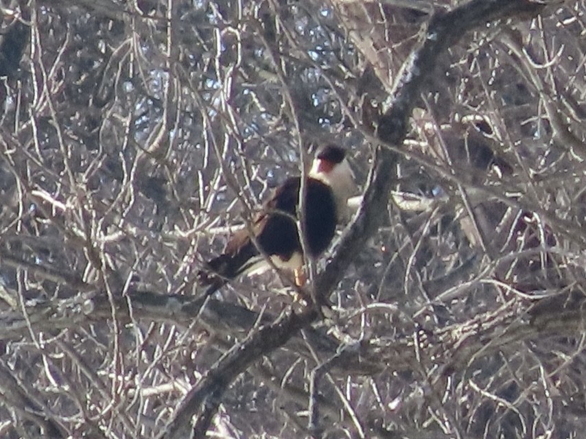 Crested Caracara (Northern) - ML650217257