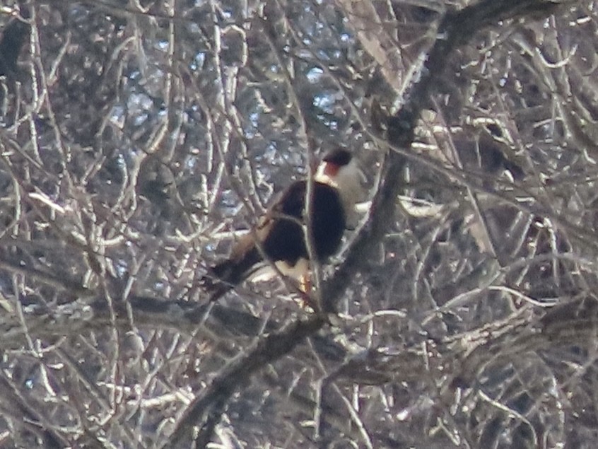 Crested Caracara (Northern) - ML650217258