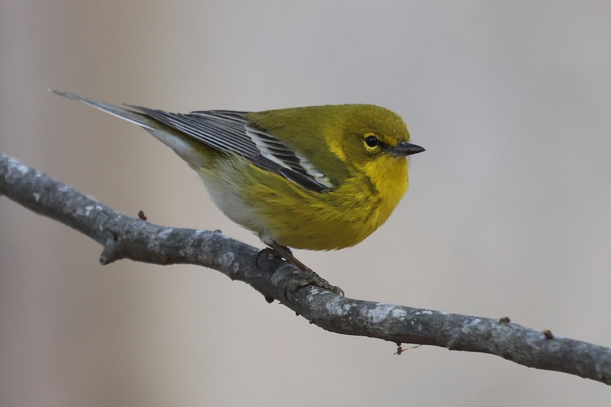 Pine Warbler - ML650217369
