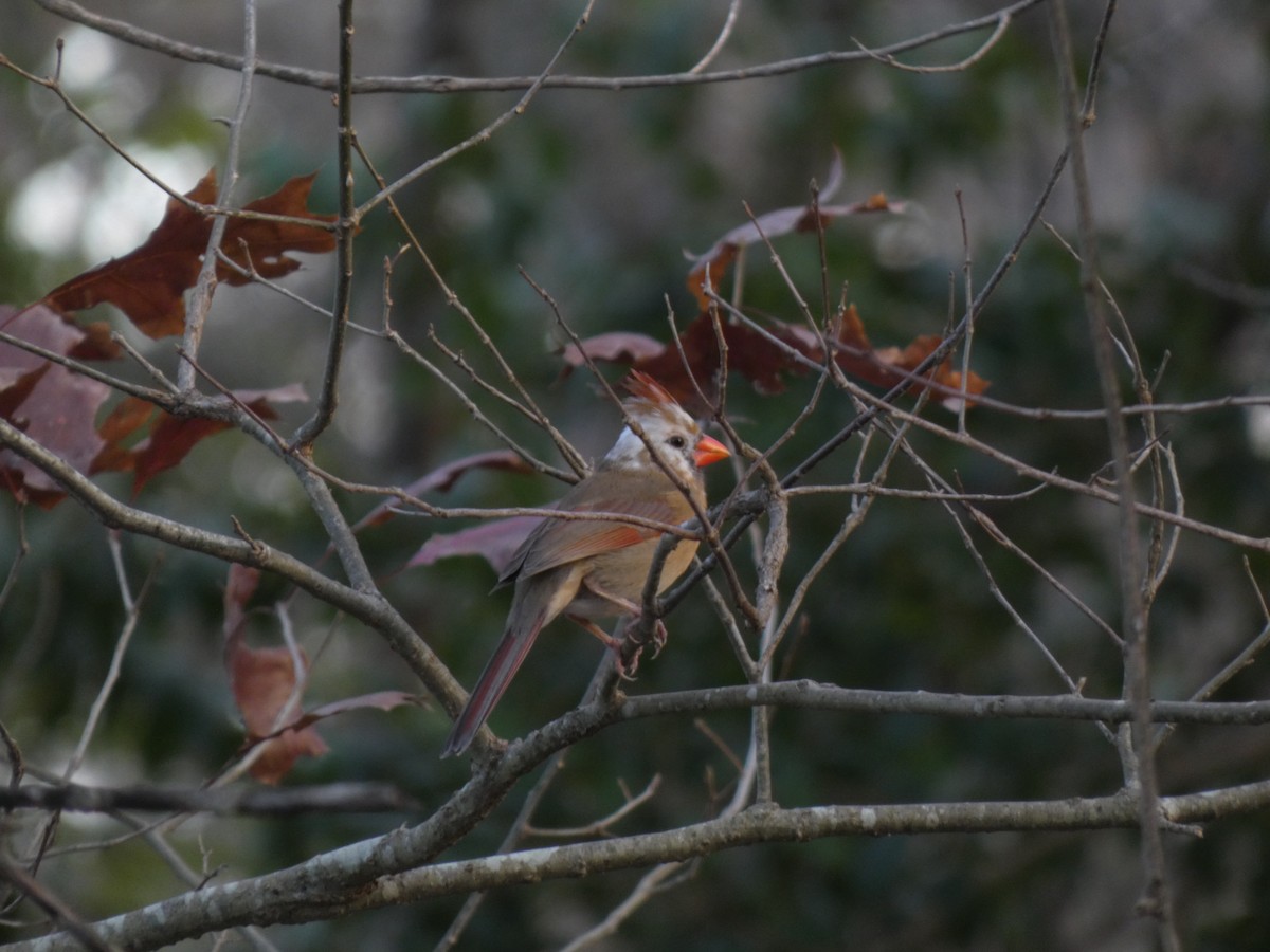 Красный кардинал - ML650217372