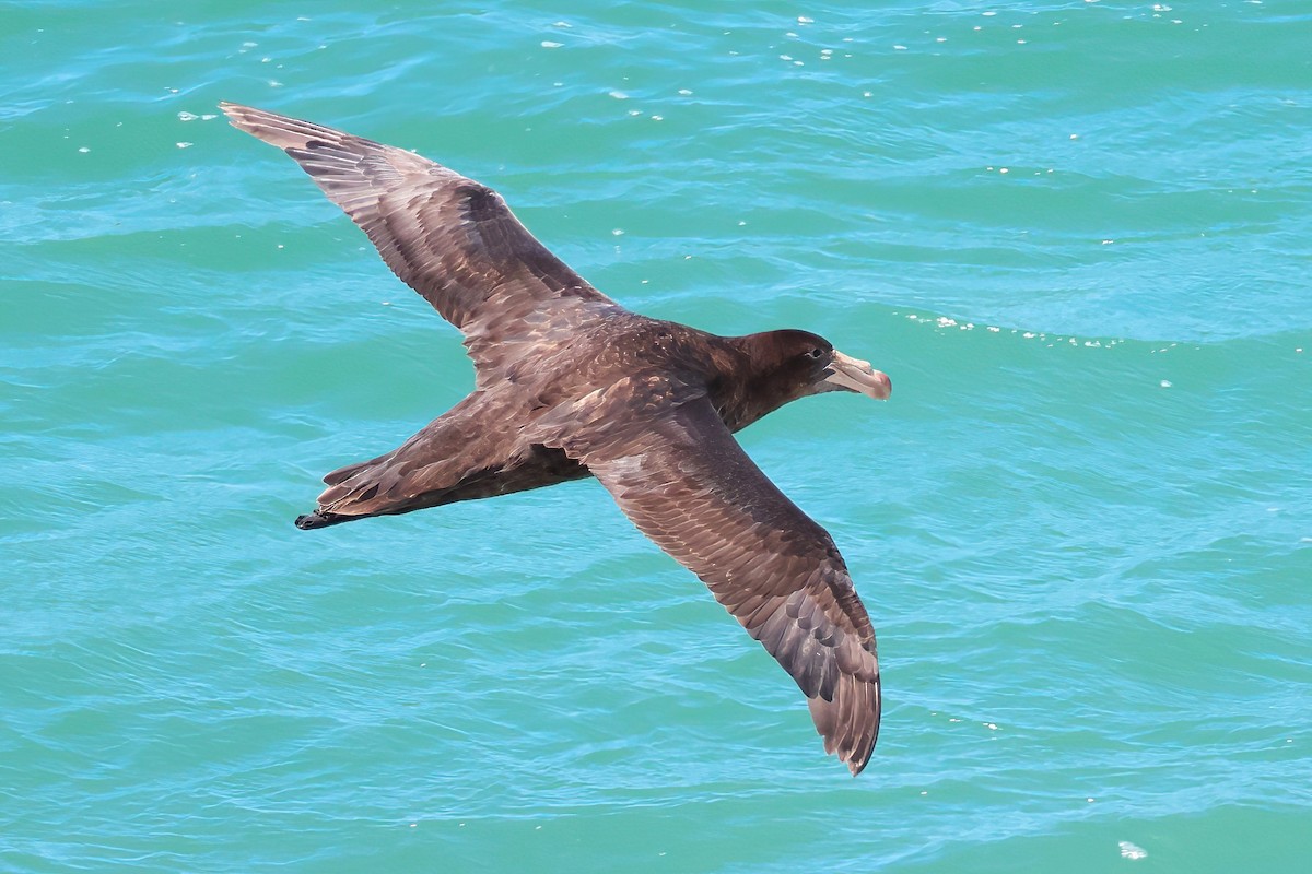 Northern Giant-Petrel - ML650217388