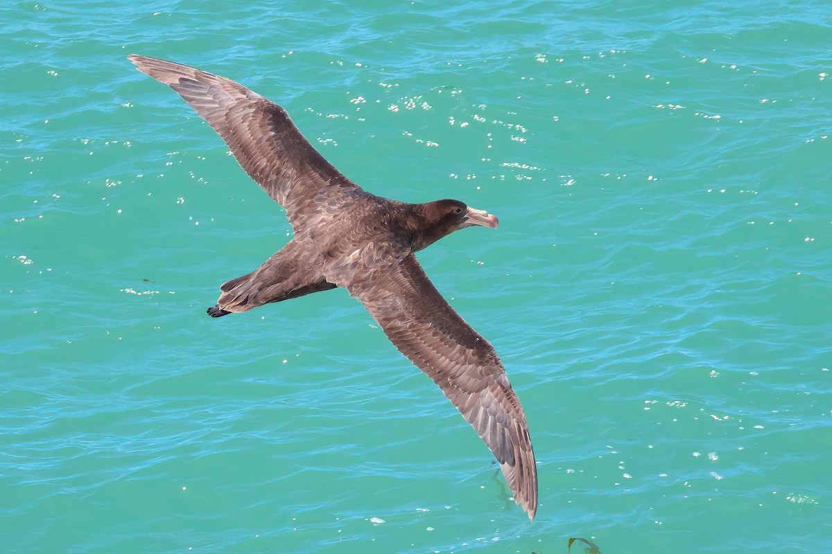 Northern Giant-Petrel - ML650217402