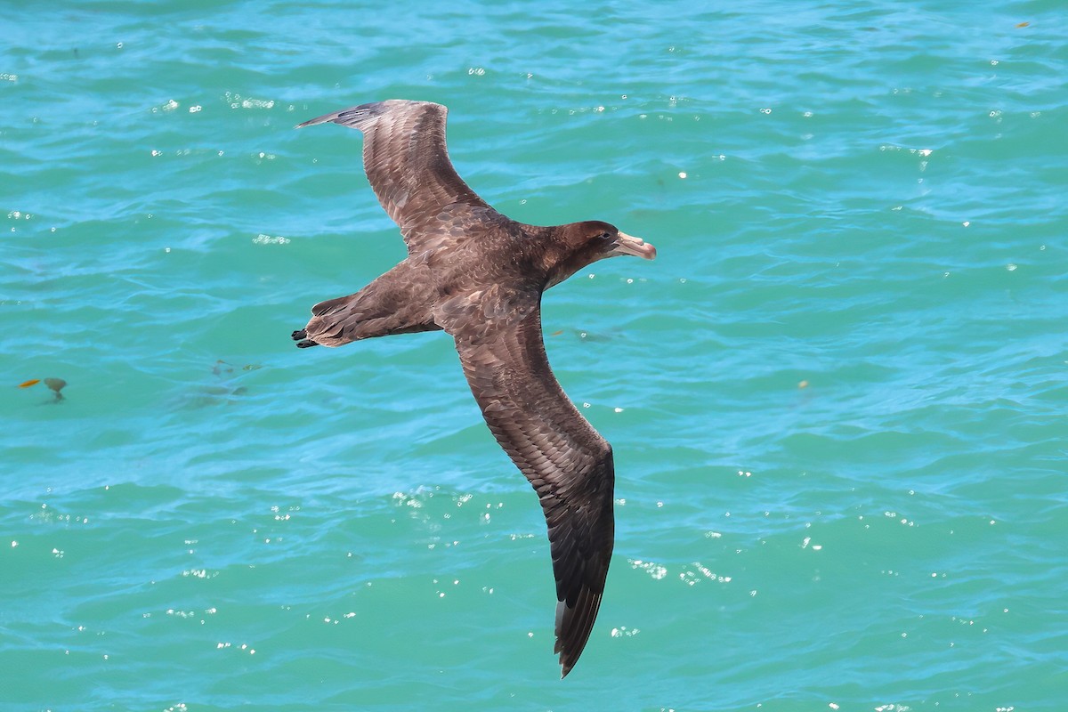 Northern Giant-Petrel - ML650217406