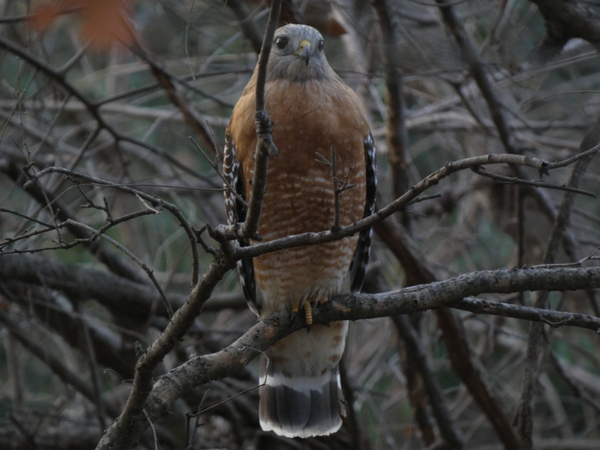 Красноплечий канюк - ML650217425