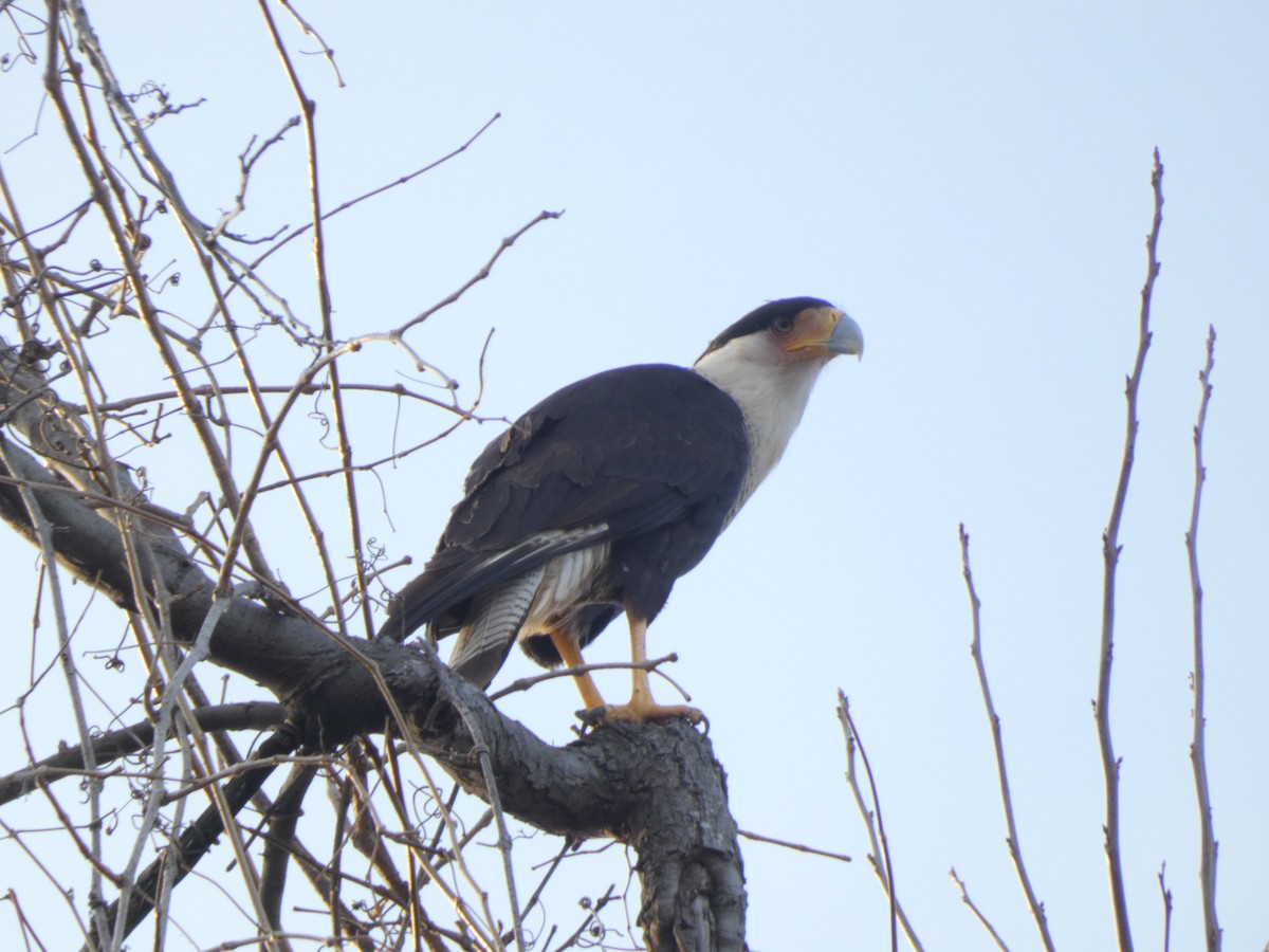 Равнинная каракара - ML650217436