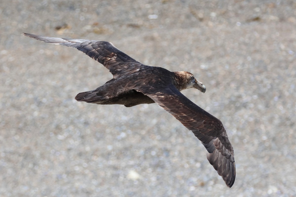 Southern Giant-Petrel - ML650217451
