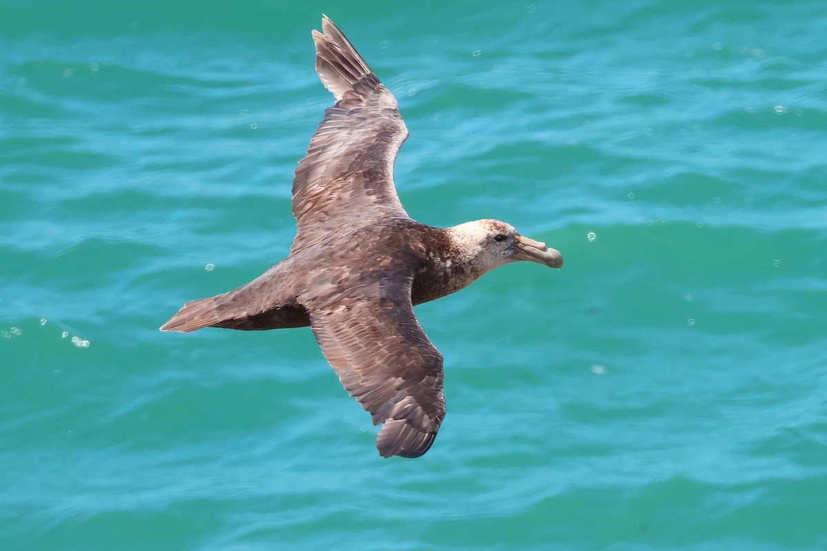 Southern Giant-Petrel - ML650217471
