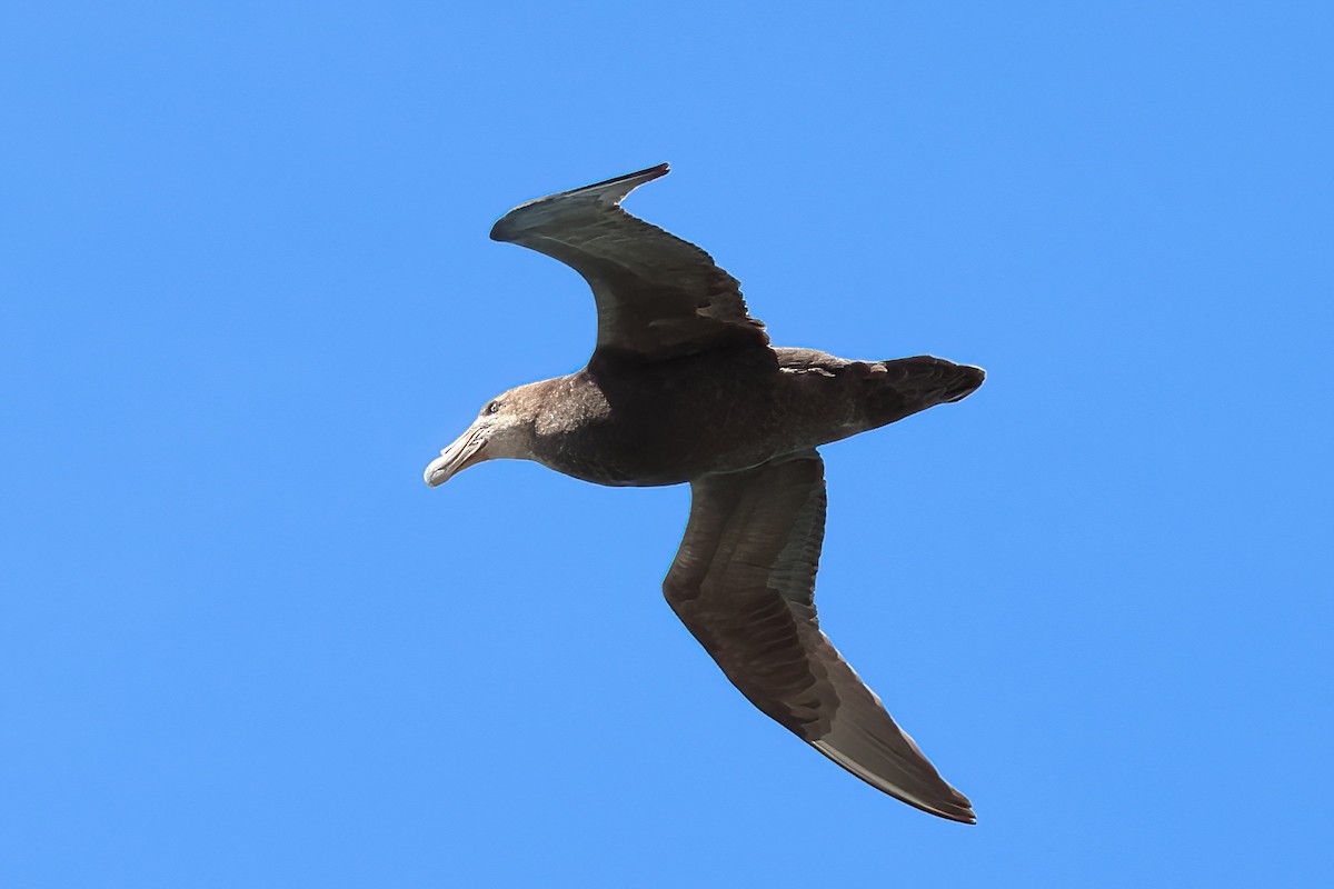 Southern Giant-Petrel - ML650217481