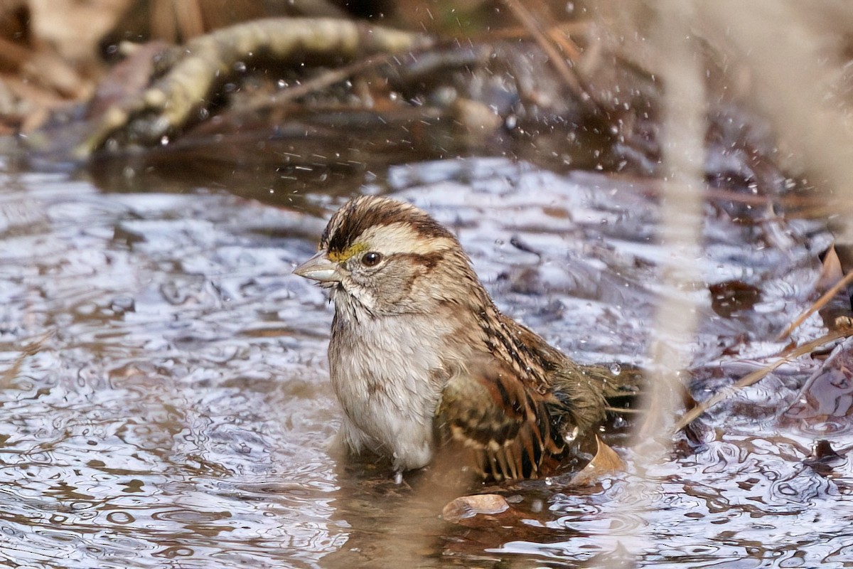 Bruant à gorge blanche - ML650218383