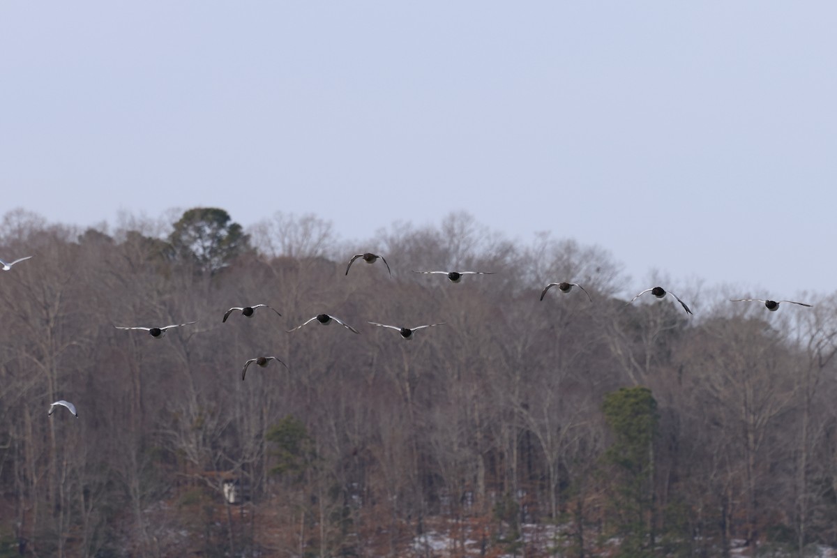 Canvasback - ML650218481