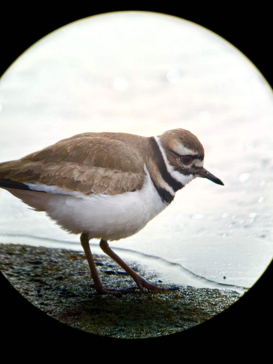 Killdeer - ML650218502
