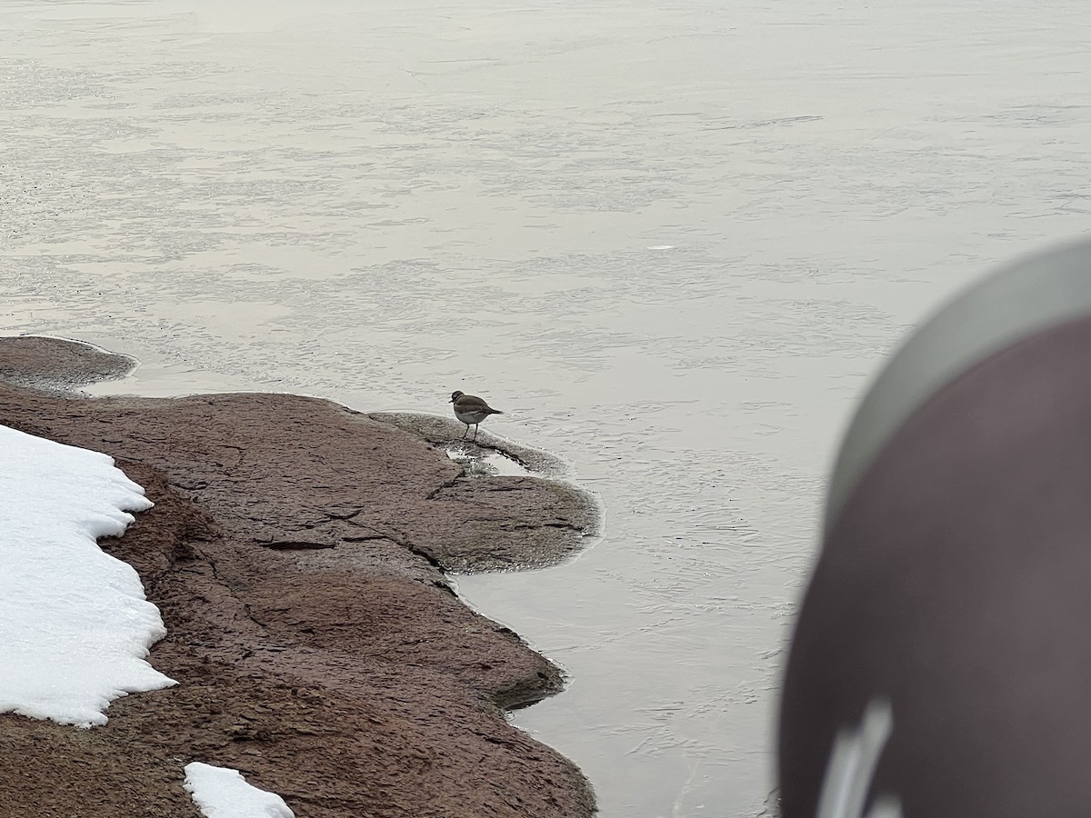 Killdeer - ML650218503